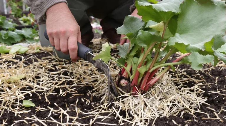 Rhubarbe qui fait grise mine après l’hiver : ce geste de fin d’hiver stoppe la pourriture