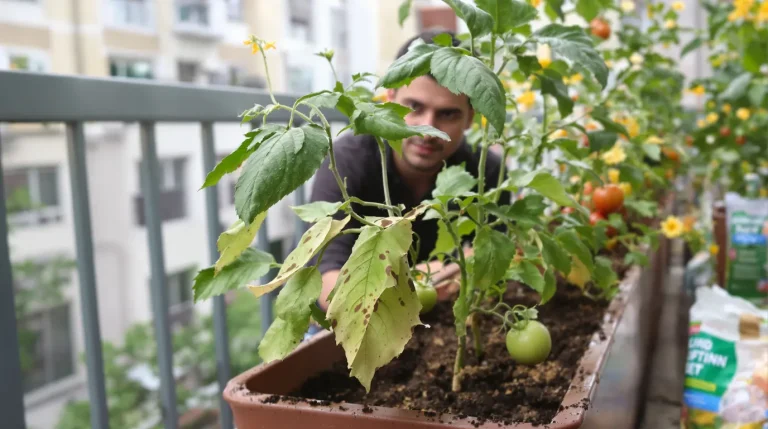 Tomates au balcon : cette terre réutilisée par 8 jardiniers sur 10 réveille le mildiou dès la pluie